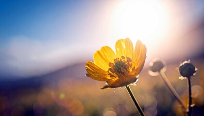 A single yellow wildflower is illuminated by the sun, with a blurred background of hills and sky.