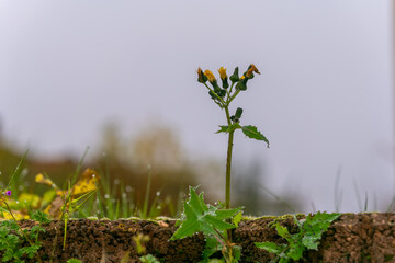 A delicate flower growing on a rocky wall in a serene garden at dawn, capturing the beauty of nature's resilience and renewal after rain