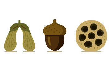Assortment of tree seeds: maple samara, acorn, and lotus pod
