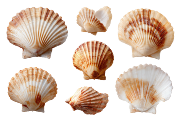 Seven scallop shells, various orientations, tans, creams, and lines