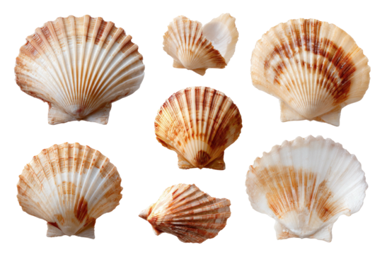 Seven scallop shells, various orientations, tans, creams, and lines