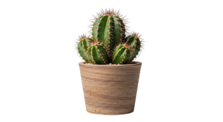 A resilient cactus standing strong a symbol of enduring beauty and growth in a minimalist tan pot