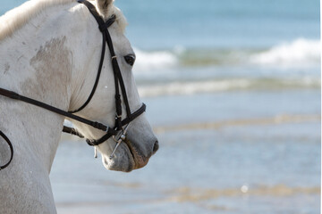 Chevaux camarguais au bord de la mer m&eacute;diterran&eacute;e, promenade &agrave; cheval