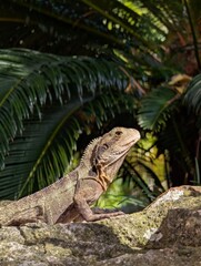 Australian water dragon lizard on rock in Brisbane, Australia