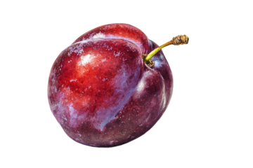 Plum rendered in classic ink art isolated on transparent background