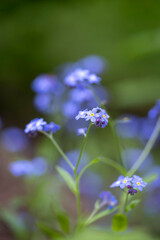 Obraz premium Beautiful flowers blooming in the springtime garden. Natural scenery of spring in Latvia, Europe.