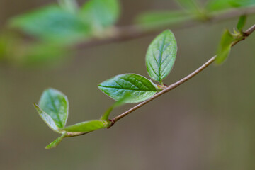 Beautiful green leaves in the branches of bush during spring. Natural springtime scenery in Lstvia, Europe.
