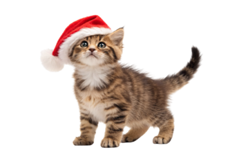Small kitten with Santa hat looking up, isolated on a transparent background
