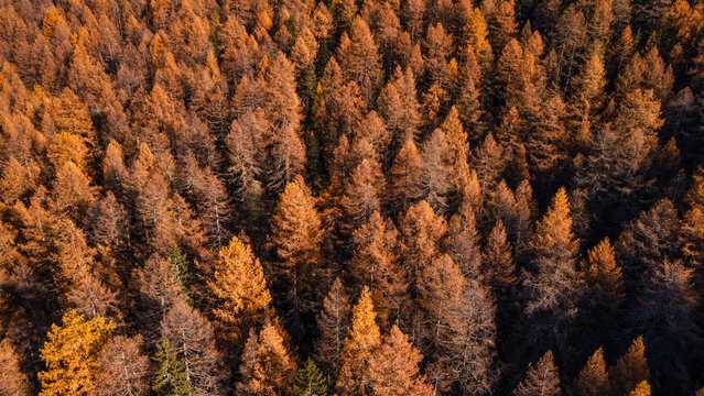 Fototapeta beautiful autumn forest background, yellow larch trees from above, aerial fall landscape