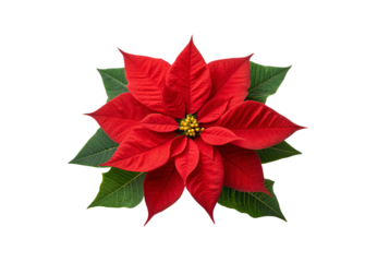Red poinsettia flower viewed from above with vibrant petals spread, isolated on a transparent background