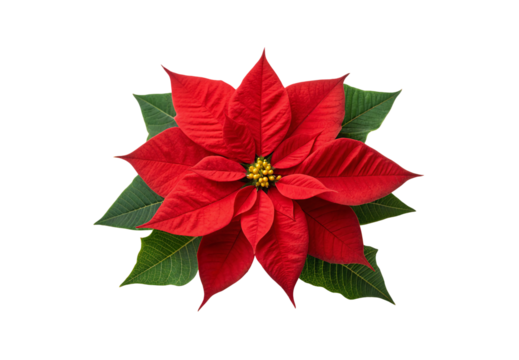 Red poinsettia flower viewed from above with vibrant petals spread, isolated on a transparent background - Powered by Adobe