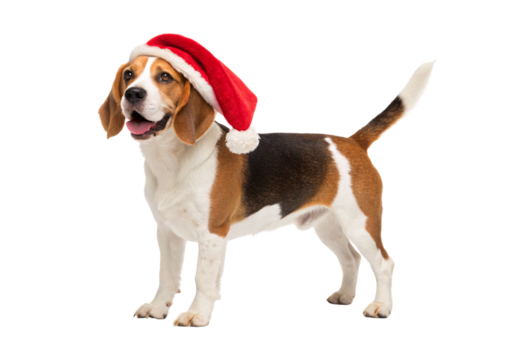 Happy Beagle wearing Santa hat standing with raised tail position, isolated on a transparent background