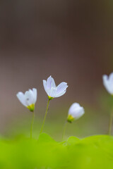 A beautiful white wood sorrel flowers blooming in the forest during spring. A natural springtime scenery of woodlands in Latvia, Europe.