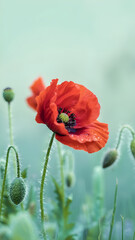 Obraz premium beautiful art picture with red poppy flower against dusty azure background. Digital artwork. Ai generated