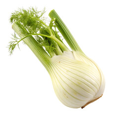 Fennel isolated on a transparent background
