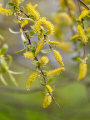 Fototapeta premium Beautiful yellow willow blossoms in a parkland bush. Natural spring scenery in Latvia, Europe.