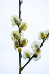 Fototapeta premium Beautiful yellow willow blossoms in a parkland bush. Natural spring scenery in Latvia, Europe.