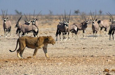 lioness passes by oryx 342 
