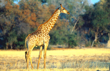 giraffe reticulated, Giraffa camelopardalis reticulata, in savannah 532 
