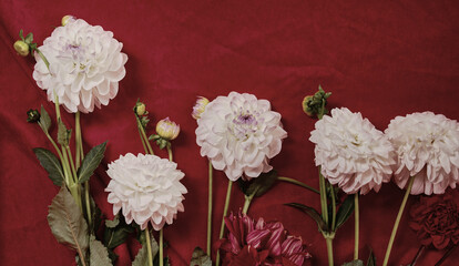 White dahlias and fading leaves on red textile background, symbolizing imperfection and the natural cycle of flowers. Ideal for eco, seasonal, rustic and nostalgic design. Copy space