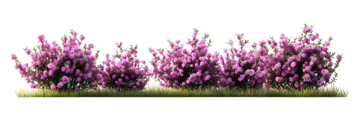 Row of pink azalea bushes with vibrant blooms green foliage transparent background