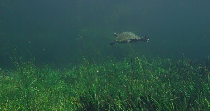 A freshwater painted turtle glides over dense green aquatic plants in a clear woodland pond