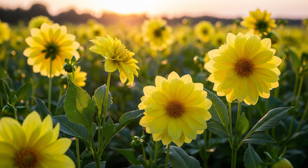 field of yellow flowers