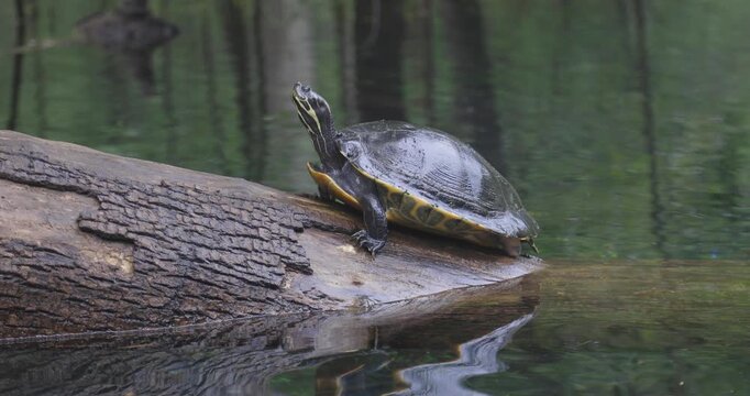 A freshwater turtle basks on a fallen log above the still, reflective woodland water