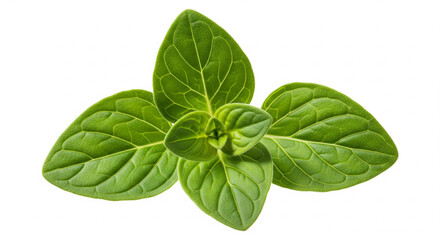 basil green leaves