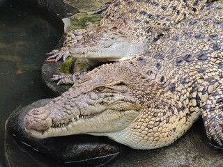 Crocodile skin has strong and long-lasting durability, a luxurious and unique appearance due to its distinctive scale pattern, as well as its comfortable softness for making various products 