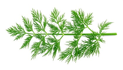Fresh Dill Sprig Isolated on White Background for Culinary Use.