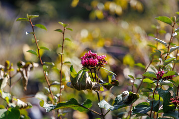 Close-up of red Fedia cornucopiae (Sangre de Cristo) flowers in autumn.