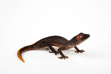 Golden spiny-tailed gecko, golden-tailed gecko // Goldschwanzgecko, Drüsenschwanzgecko (Strophurus taenicauda) - Australia