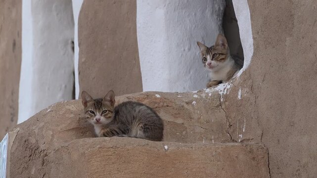 Young cats rest on stairs of ancient building inside Ksar Hadada, an historic granary in the Tataouine region in Tunisia
