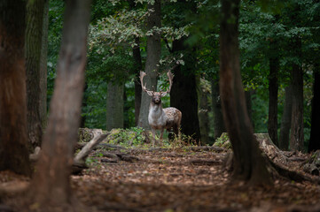 Dama dama and an important period of the year, the female rut. 