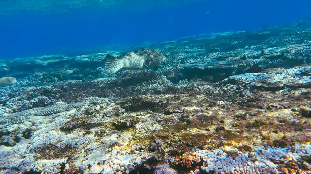 A large Malabar grouper swimming the shallow clear blue waters of a tropical reef lagoon. Filmed on the Great Barrier Reef, Queensland, Australia.