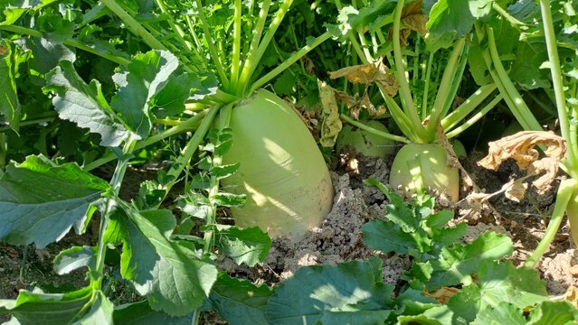 fresh green daikon radish growing in soil on a farm