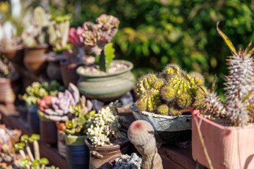 A close-up of a cute little cactus growing in the sunlight.
