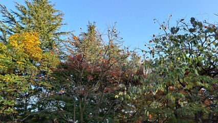 persimmon tree with orange fruits and autumn foliage against blue sky
