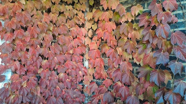 autumn ivy leaves covering wall with vibrant red and orange colors - Powered by Adobe