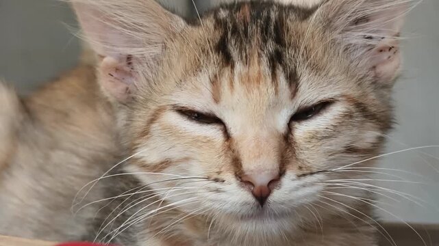 Detailed close-up of a domestic cat&rsquo;s face showing expressive green eyes and soft fur textures. Ideal for pet care, animal behavior, emotional storytelling, and advertising use.