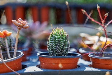 Close-up of a cute little Haworthiopsis fasciata (Haworthia reinwardtii) growing in a pot.