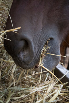 Horse munching on fresh hay in stable