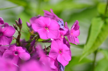 Obraz premium Small pink flowers of phlox. Deep pink open flowers bloom among the green leaves. They have five wide, rounded petals and a flat, hollow core.