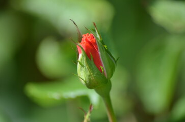 A light red, semi-closed rose. The medium-sized flower has a red center and several thin, wide red petals twisted into a bud. The flower grows on a slender rose bush stem.