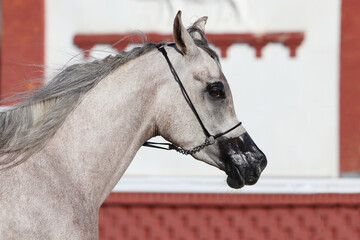 Grey arabian horse portrait in stable background