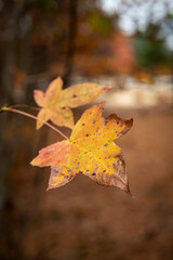 Dry Autumn Leaf