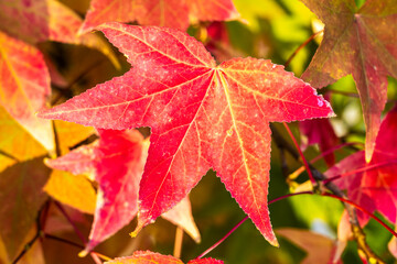 Vibrant autumn leaves in sunlight