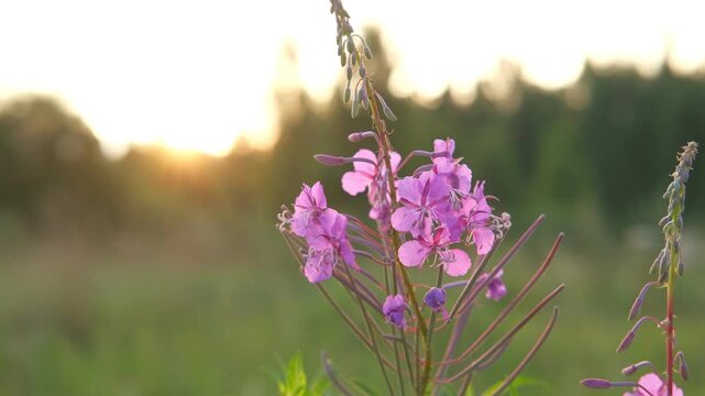 Abstract warm landscape of wildflower grass meadow on warm golden hour sunset or sunrise time. Tranquil summer or early fall nature field background. Soft golden hour sunlight panoramic countryside