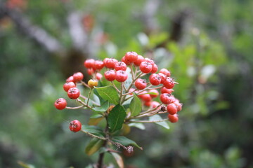 Berries growing in the forest